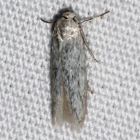 1253.98 Unidentified Blastobasid Moth BG Golden Gate Canyon St Pk Colo 6-26-17