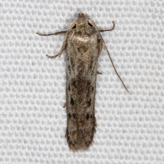 1253.98 Unidentified Blastobasid Moth Favre Dykes State Park Fl 2-17-17 (34)_opt