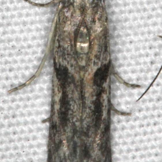 1253.98 Unidentified Blastobasid Moth Jonathan Dickinson St Pk Fl 3-7-17 (2)_opt