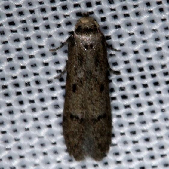 1253.98 Unidentified Blastobasid Moth Kissimmee Prairie St Pk 2-17-14