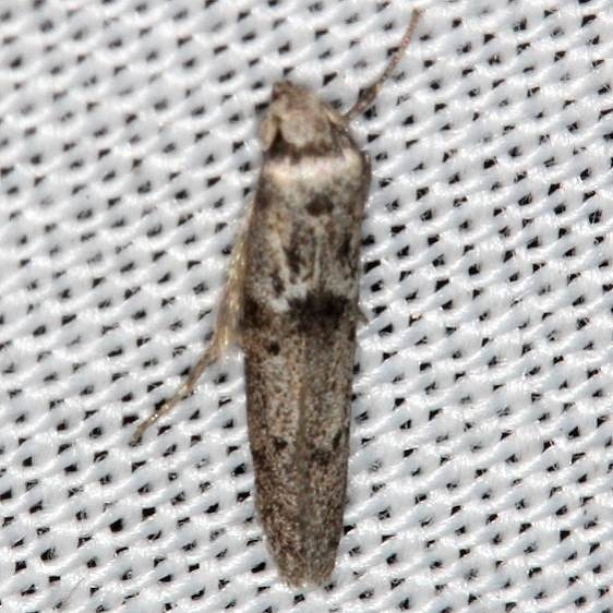 1253.98 Unidentified Blastobasid Moth BG Lake Kissimmee St Pk 3-8-14