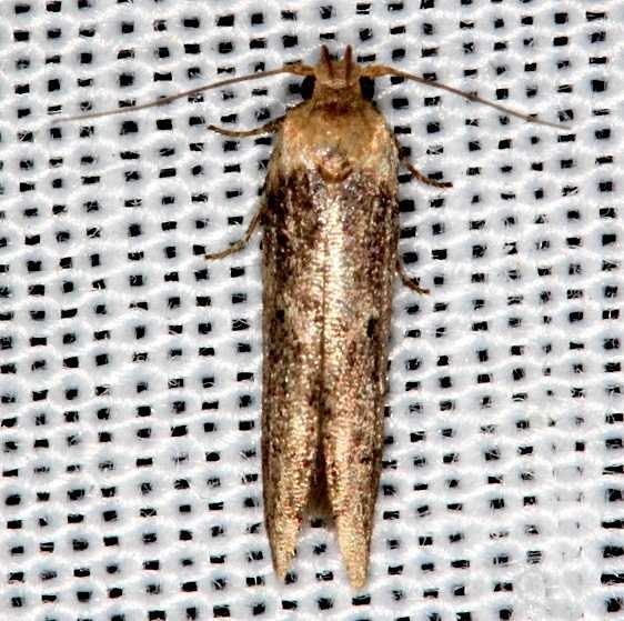 1253.98 Unidentified Blastobasid Moth Collier Seminole St Pk 2-26-14_opt