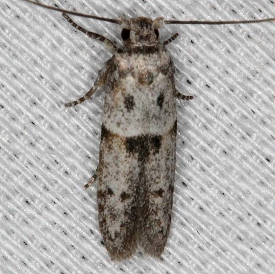 1253.98 Unidentified Blastobasid Moth NABA Gardens Mission Texas 11-3-13