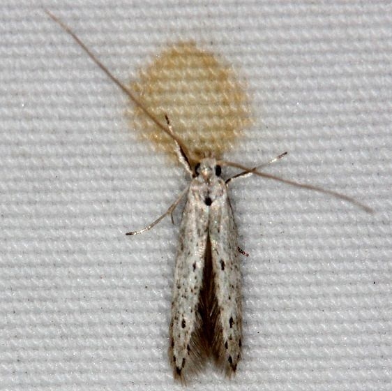 1254.98 Unidentified Blastobasinid Moth Little Manetee River St Pk 3-1-15