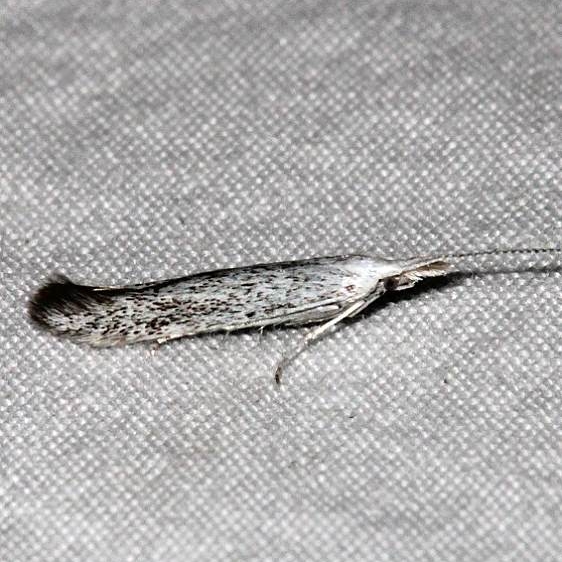 1260 Speckled Casebearer Moth Mesa Verde Natl Pk Colorado 6-10-17 (76)_opt