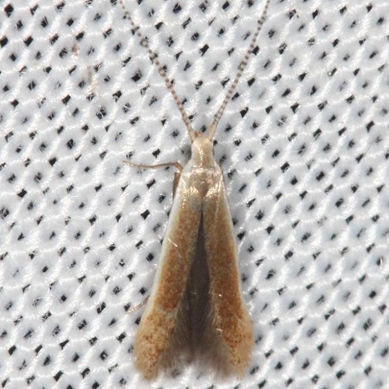 1291 Coleophora laticornella Pecan Cigar Casebearer Moth yard 7-14-13
