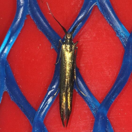 1387 Metallic Coleophora Moth yard 5-28-14