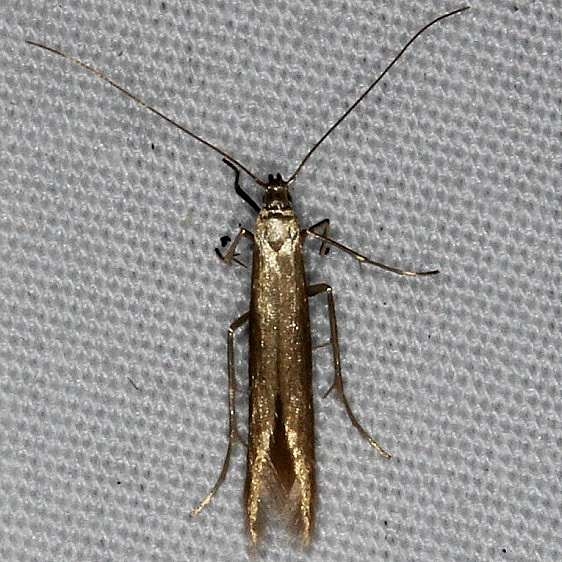 1388 large Clover Casebearer Moth yard 7-11-14 (5)_opt