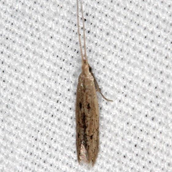 1398 Octagonal Casemaker Moth tentative check with BG Silver Springs St Pk Fl 9-23-18 (42)_opt