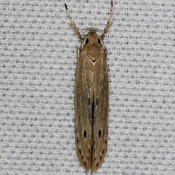 1398 Octangonal Casemaker Moth Coleophora octangonella Kissimmee Prairie St Pk 2-16-14