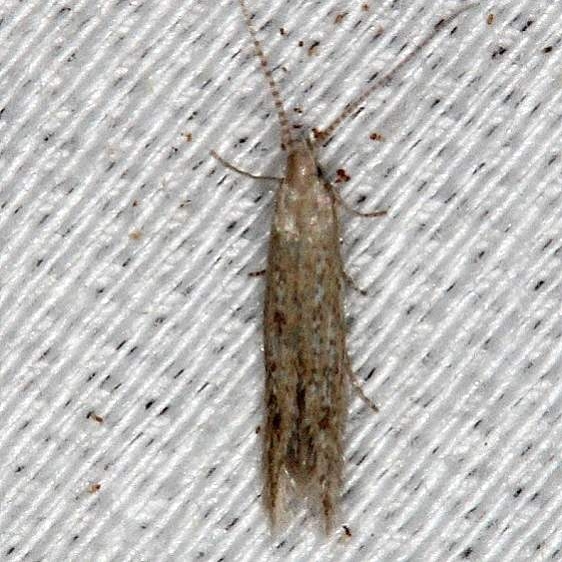 1398.97 Unidentified Coleophora Moth Collier Seminole St Pk 3-1-14