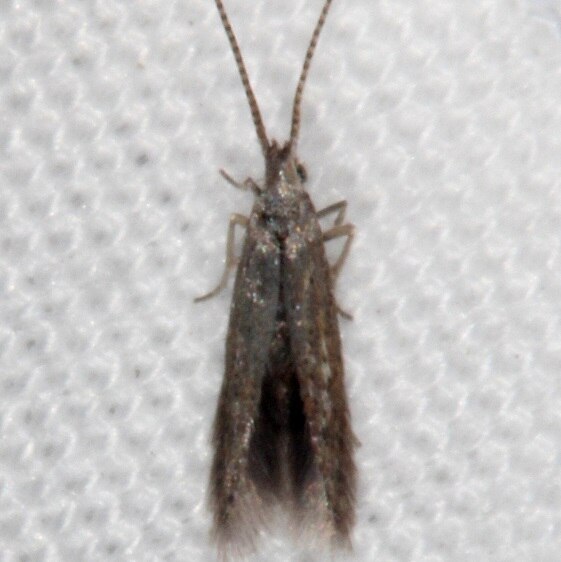 1398.97-Unidentified-Coleophora-Moth-BG-Collier-Seminole-St-PK-Fl-3-6-21-2