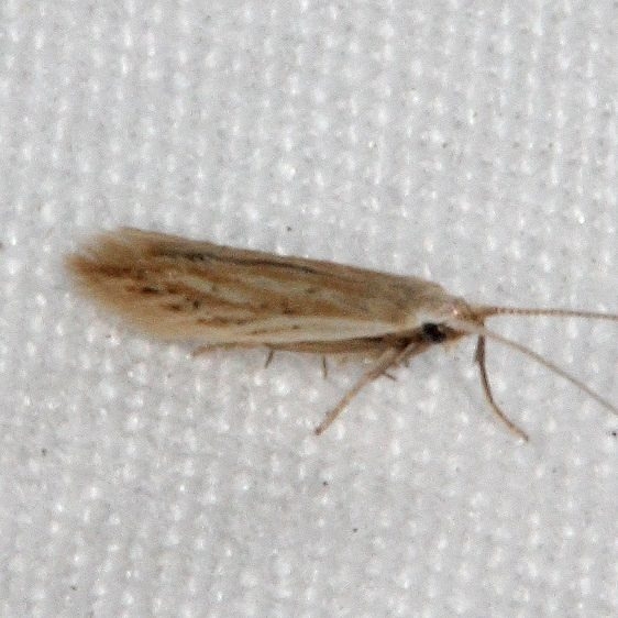 1398.97 Unidentified Coleophora Moth BG Johathan Dickinson St Pk Fl 3-9-17 (1)_opt