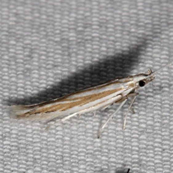 1398.97 Unidentified Coleophora Moth BG Johathan Dickinson St Pk Fl 3-9-17_opt