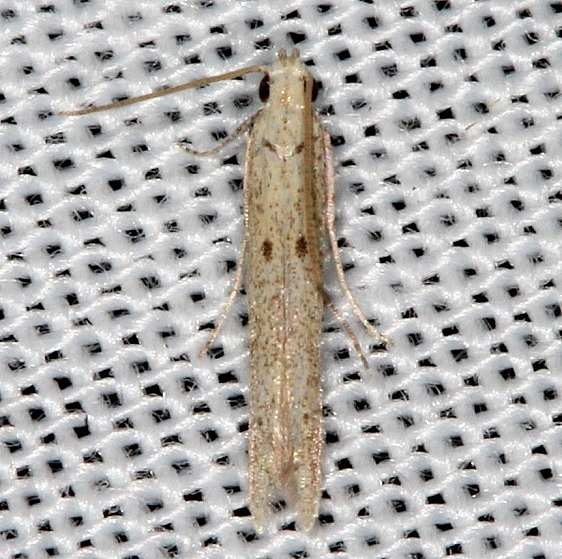 1398.97 Unidentified Coleophora Moth Collier Seminole St Pk 3-1-14