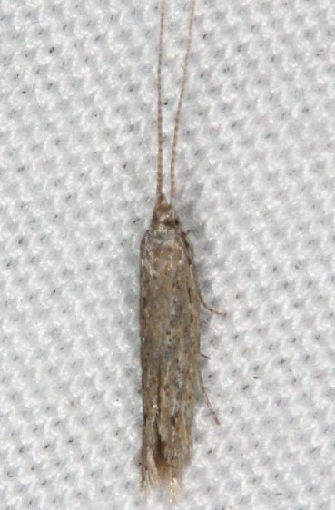 1398.97 Unidentified Coleophora Moth Collier-Seminole St Pka 3-5-15 (11)_opt