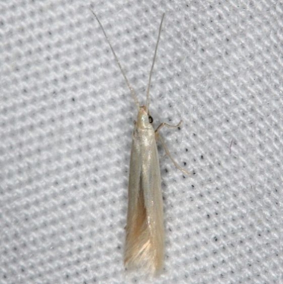 1398.97 Unidentified Coleophora Moth yard 6-3-14