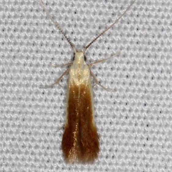 1398.97 Unidentified Coleophora Moth yard 5-30-14