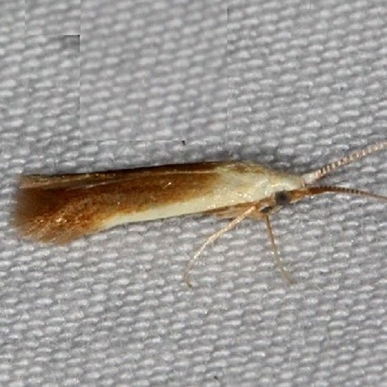 1398.97 Unidentified Coleophora Moth yard 5-30-14