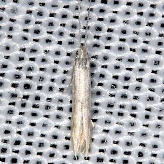 1398.97 Unidentified Coleophora Moth yard 8-10-13