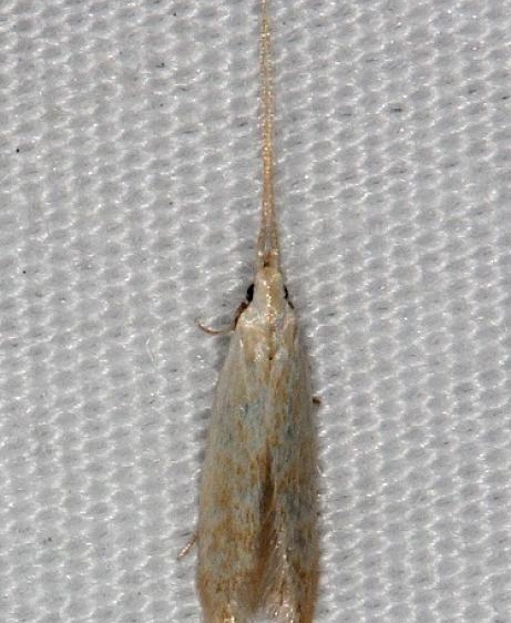 1398.97 Unidentified Coloeophora Moth Collier-Seminole St Pk 3-3-15