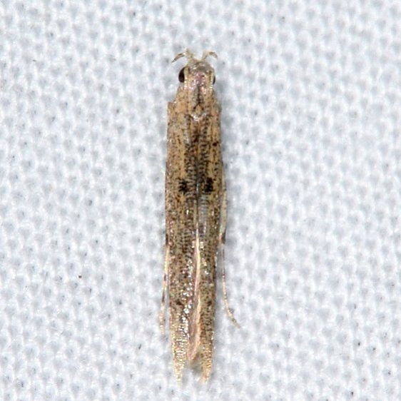 1416.97 Unidentified Batrachedra Moth Collier-Seminole St Pk 3-5-15