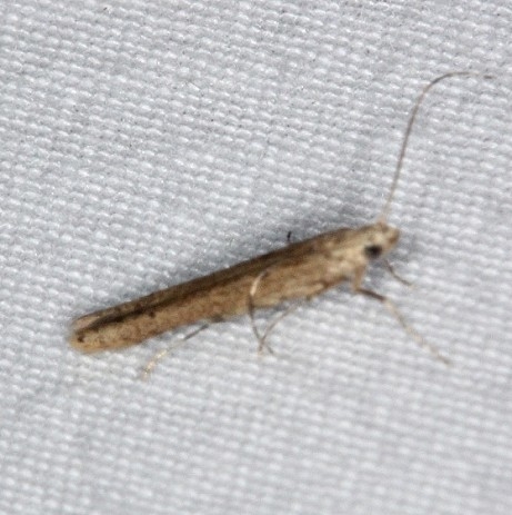 1416.97 Unidentified Batrachedra Moth Oscar Scherer St Pk 3-13-15