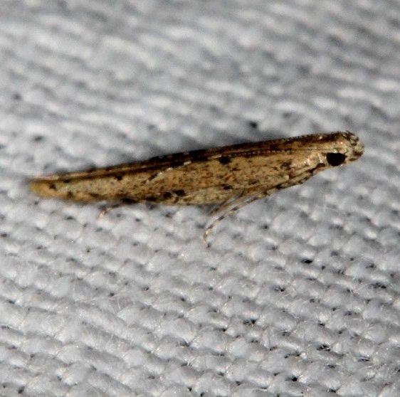 1416.97 Unidentified Batrachedra Moth Kissimmee Prairie St Pk 3-16-13
