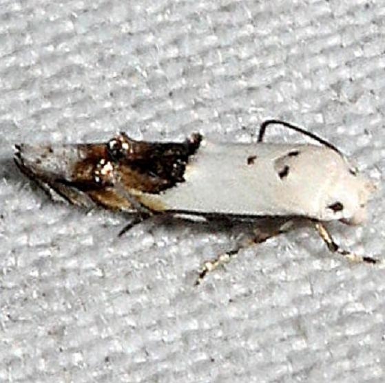 1429 Bottimer's Mompha Moth Kissimmee Prairie St Pk 3-17-13