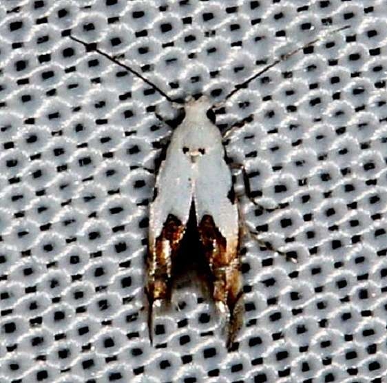 1439 Botttimer's Mompha Moth Kissimmee Lake St Pk Fl 3-9-14