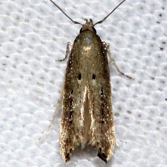 1632.97 Unidentified Perimede Moth Kissimmee Prairie St Pk 3-16-13