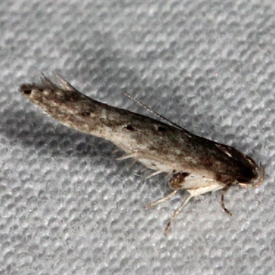 1632.97 Unidentified Perimede Moth Oscar Scherer St Pk 3-15-15