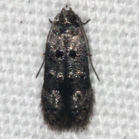 1645.97 Unidentified Chrysopeleniinae Moth BG Silver Lake Cypress Glenn Fl 3-16-15