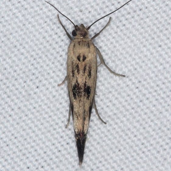 1673 Chenopodium Scythris Moth yard 7-21-14