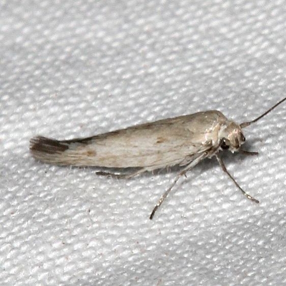 1680.99 Unidentified Scythridid Moth BG Colorado National Monument 6-17-17 (66)_opt