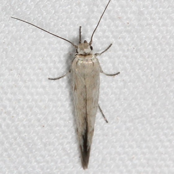 1680.99 Unidentified Scythridid Moth BG Colorado National Monument 6-17-17 (67)_opt