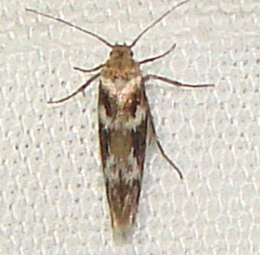 1680.99 Unidentified Scythridid Moth Rowdy Bend Trail Everglades 3-3-12