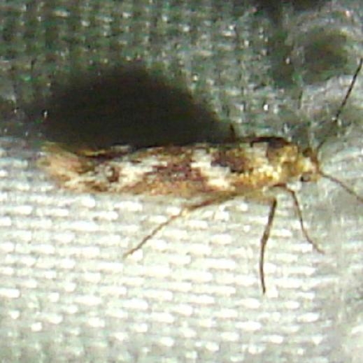 1680.99 Unidentified Scythridid Moth Rowdy Bend Trail Everglades 3-3-12