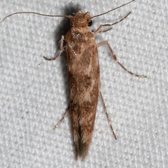 1680.99 Unidentified Sycthridid Moth BG Colorado National Monument 6-17-17 (40)_opt