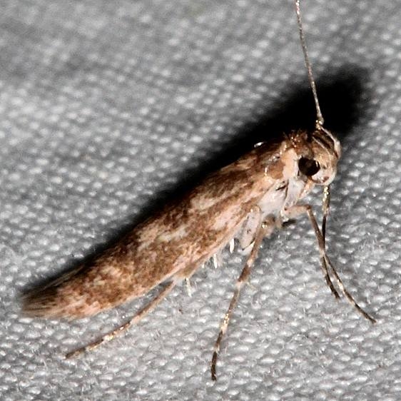 1680.99 Unidentified Sycthridid Moth BG Colorado National Monument 6-17-17 (41)_opt