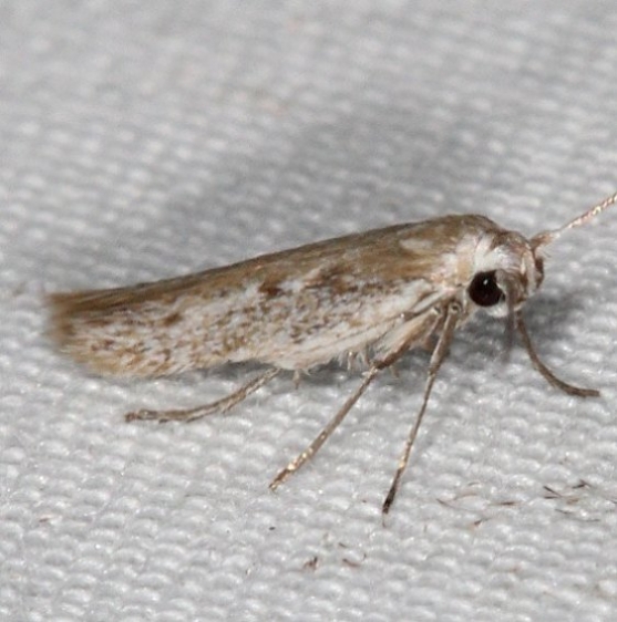 1680.99 Unidentified Sycthridid Moth maybe 1667 Arotrura oxyplecta BG Campsite 119 Falcon St Pk Texas 10-27-16_opt