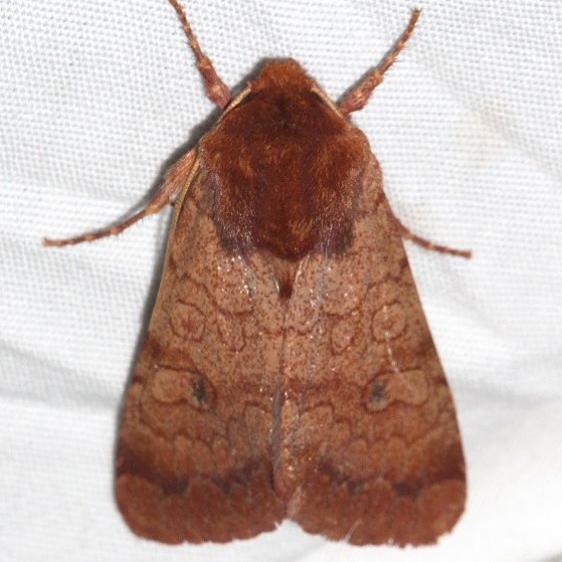 10265 Rosewing Moth Mesa Verde Colorado 6-11-17 (23)_opt
