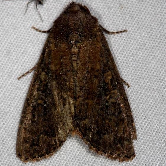 10289 Goodell's Arches Moth tenative Silver Lake Cypress Glenn Fla 3-18-15