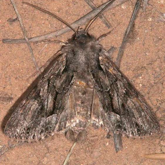 10296 Nevada Arches Moth Worn Pine Lake campground Dixie Natl Forest Utah 6-2-17 (48)_opt