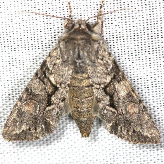 10299 Speckled Cutworm Moth Carter Cave St Pk 4-25-13