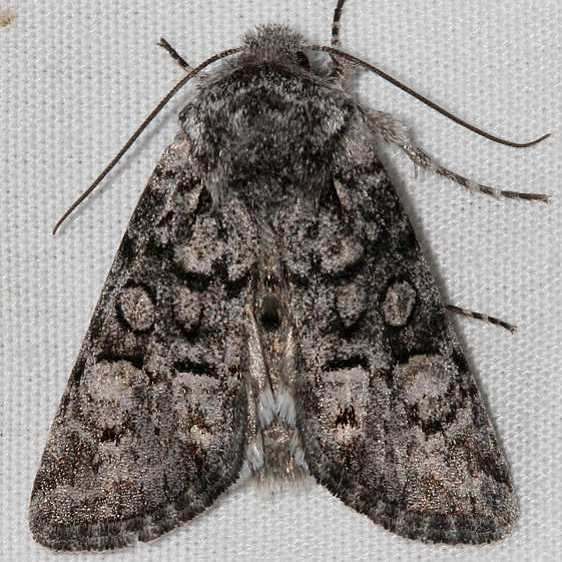 10317 Capsule Moth Mueller St Pk Colorado 6-18-17 (14)_opt
