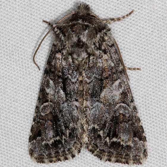 10324 Sutrina Moth Mesa Verde National Pk Colorado 6-9-17 (31)_opt