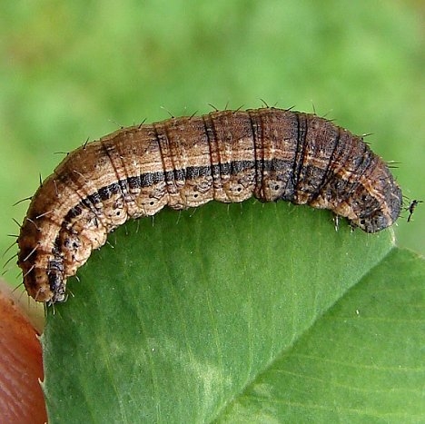 10397 Bristly Cutworm Moth Caterpillar Roddy Cove 4-29-09