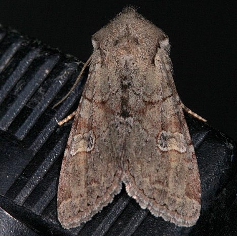 10424.97 Unidentified Lacinipolia Moth BG Mesa Verde Natl Pk Colorado 6-10-17 (35)_opt