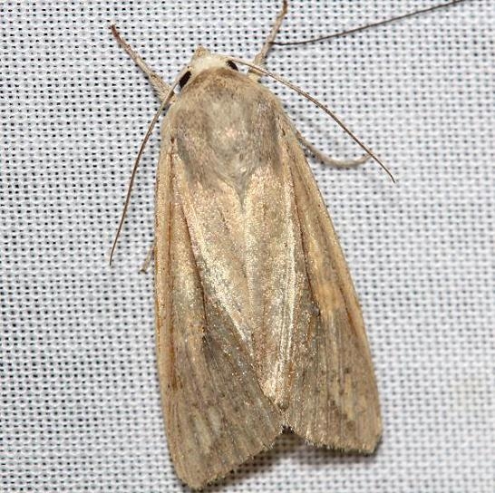 10438 Armyworm Moth yard 5-2-12